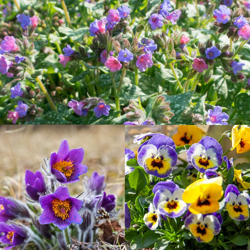 Compilatiebeeld van planten met blauw paarse bloemen