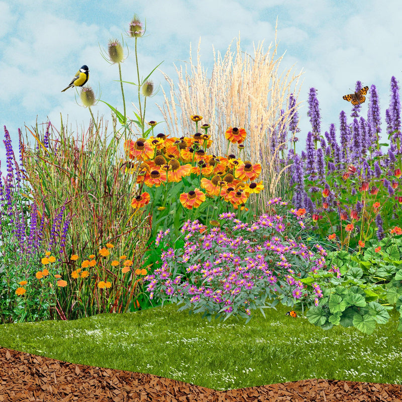 Collage illustratie van een border met paarse en oranje bloemen en planten