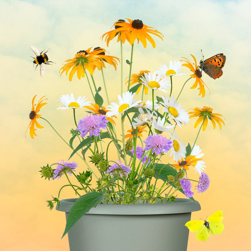 Biologische set met drie vaste planten in een pot.