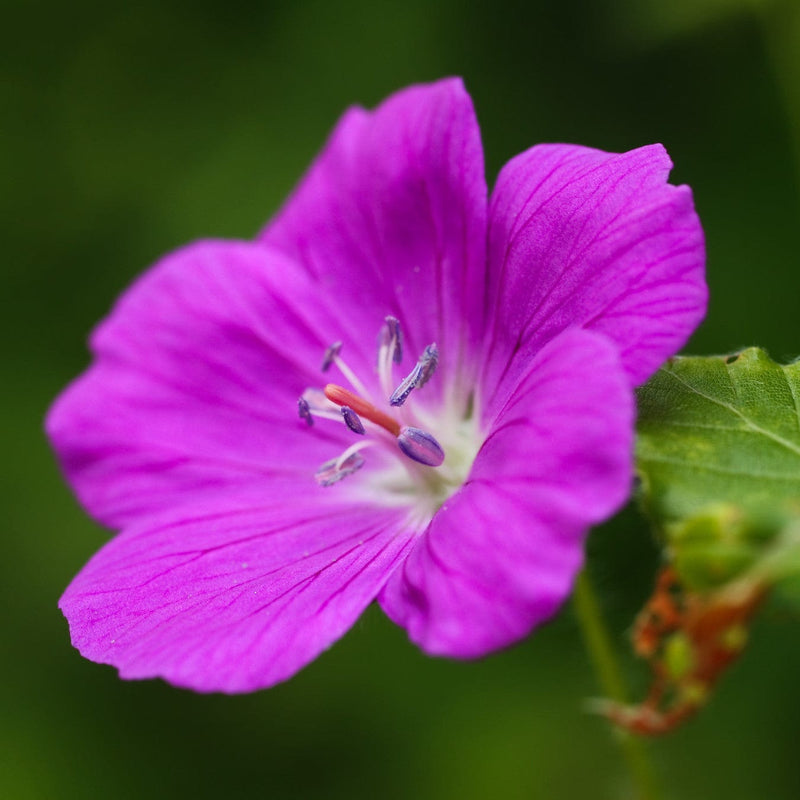 Knalroze Geranium sanguineum Fruit d’Fleur