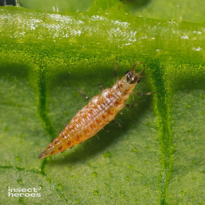 Gaasvlieglarven tegen trips