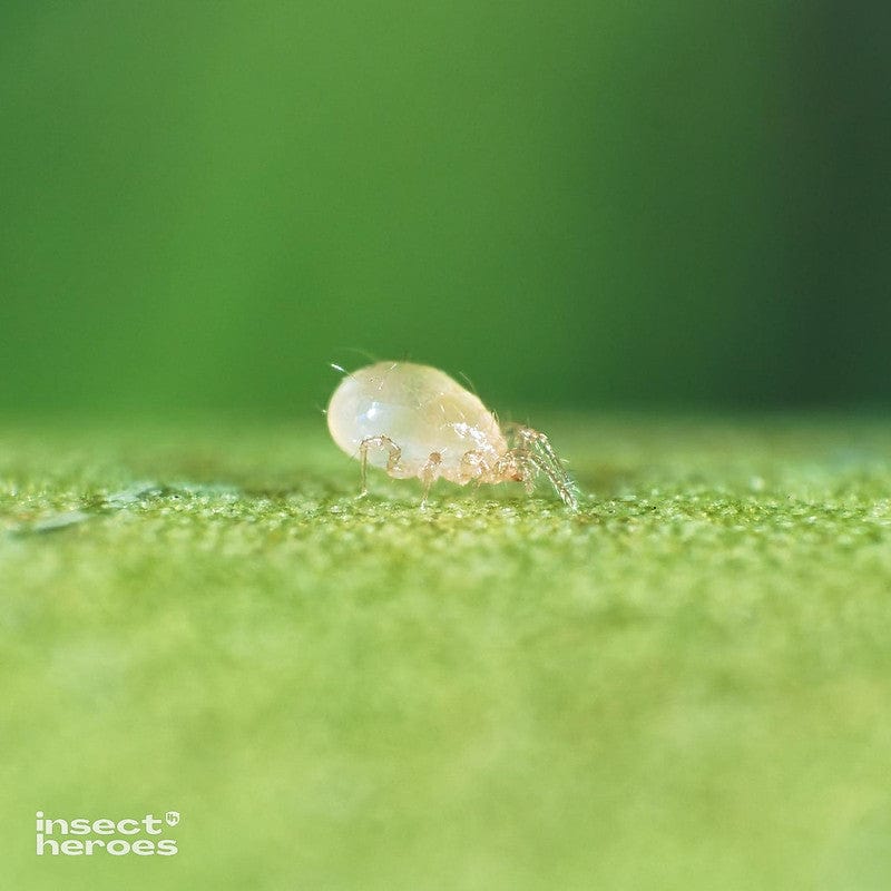 Roofmijten tegen trips