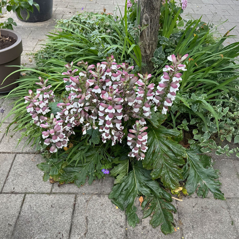 Acanthus in een straat perk