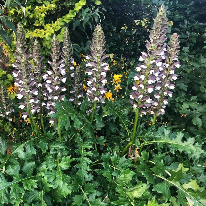 Acanthus Morning Candle
