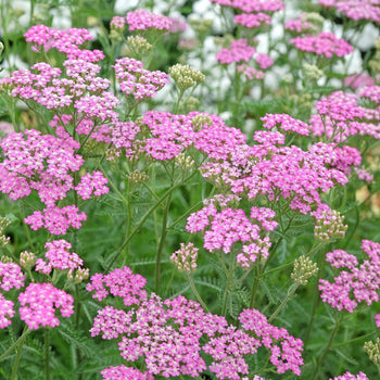 Duizendblad Cerise Queen Duizendblad Cerise Queen