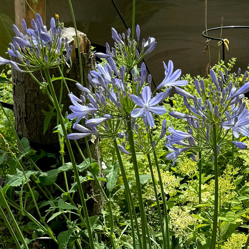 afrikaanse  lelie close up bloem