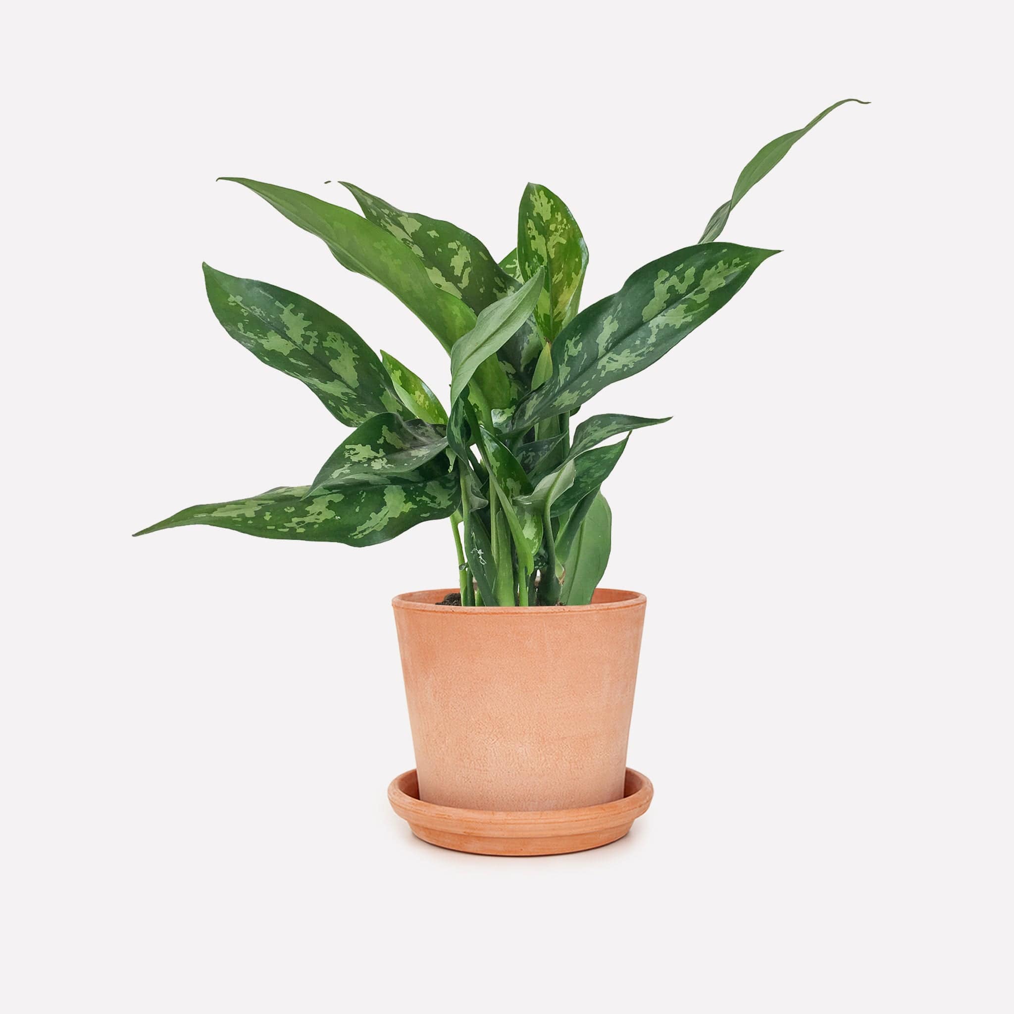 aglaonema maria verzorging Aglaonema Maria