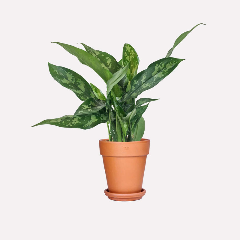 Aglaonema Maria