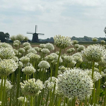 Allium Mount Everest Allium Mount Everest
