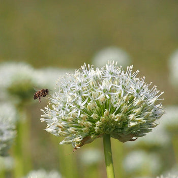 Allium Mount Everest Allium Mount Everest