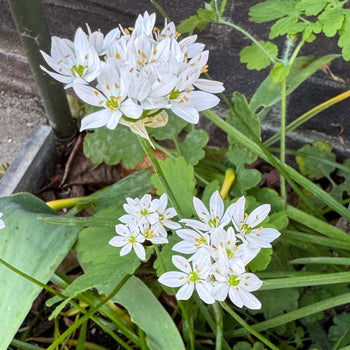 Allium Cowanni Allium Cowanni