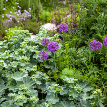 Allium Purple Sensation Allium Purple Sensation