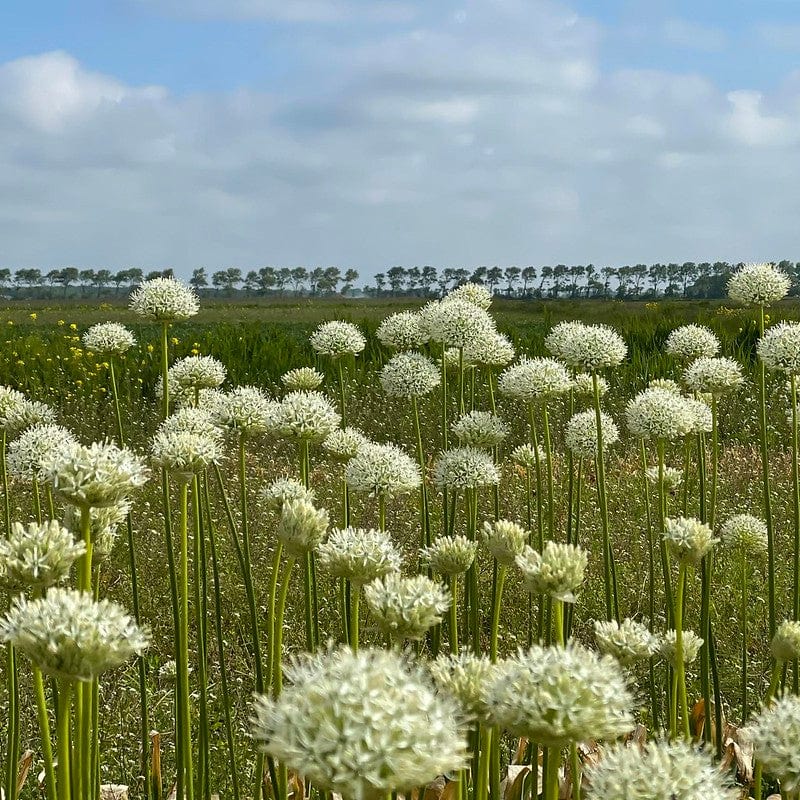 Witte biologische alliums in een weiland.