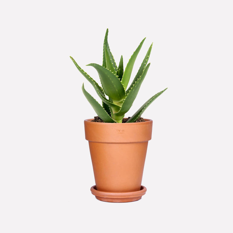 Aloë delaetii BIO