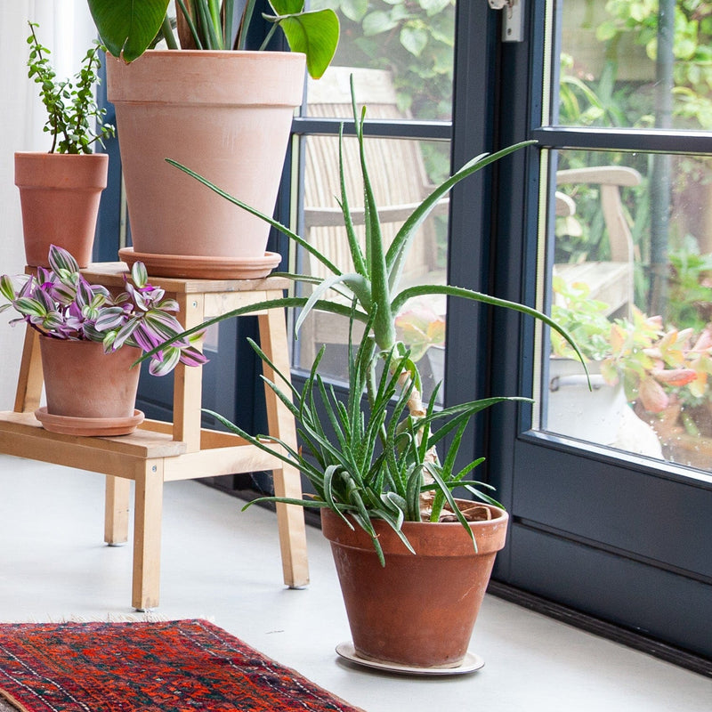 Aloe vera in terra pot op de grond bij raam in huiskamer