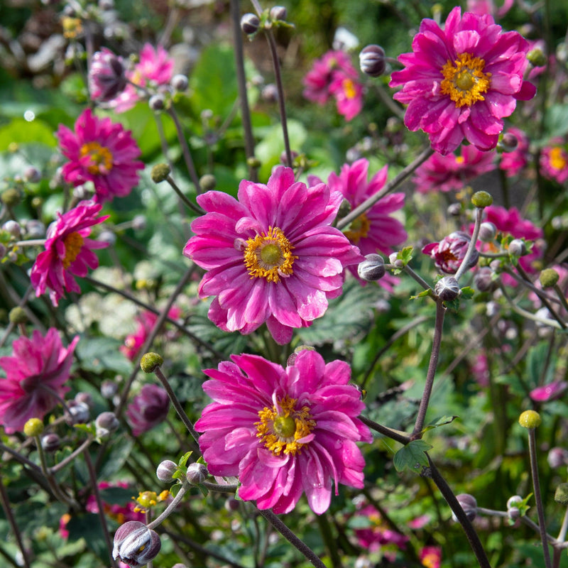Biologische herfstanemoon Pamina vol  in bloei.