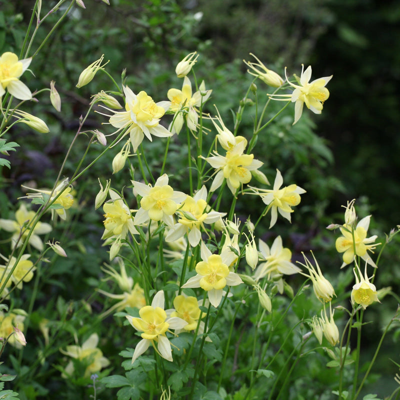 Akelei in de tuin met grote gele bloeiende bloemen.