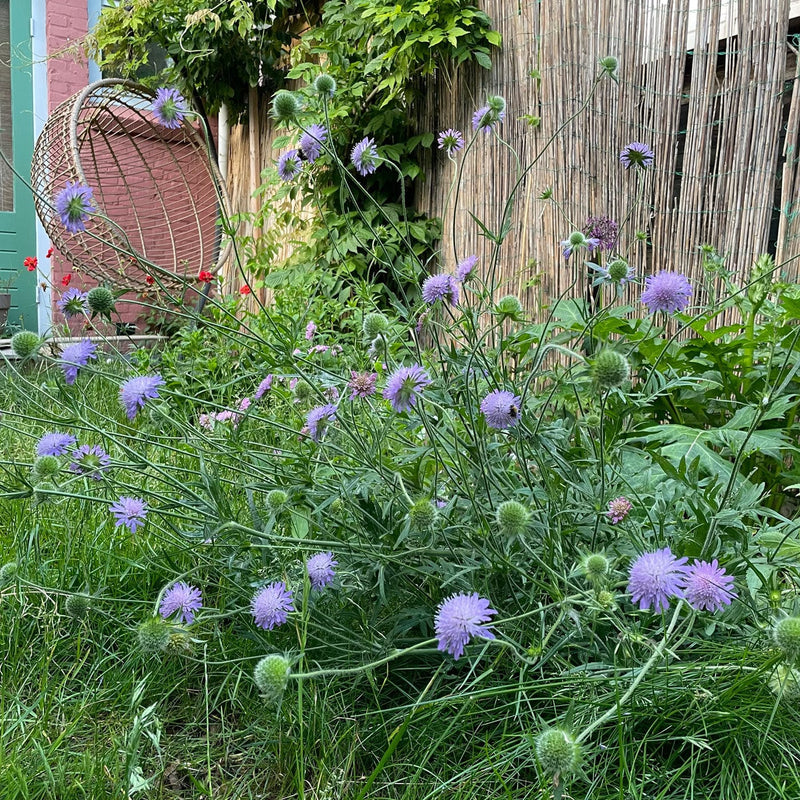Biologische bloeiende beemdkroon met paarse bloemen in de tuin