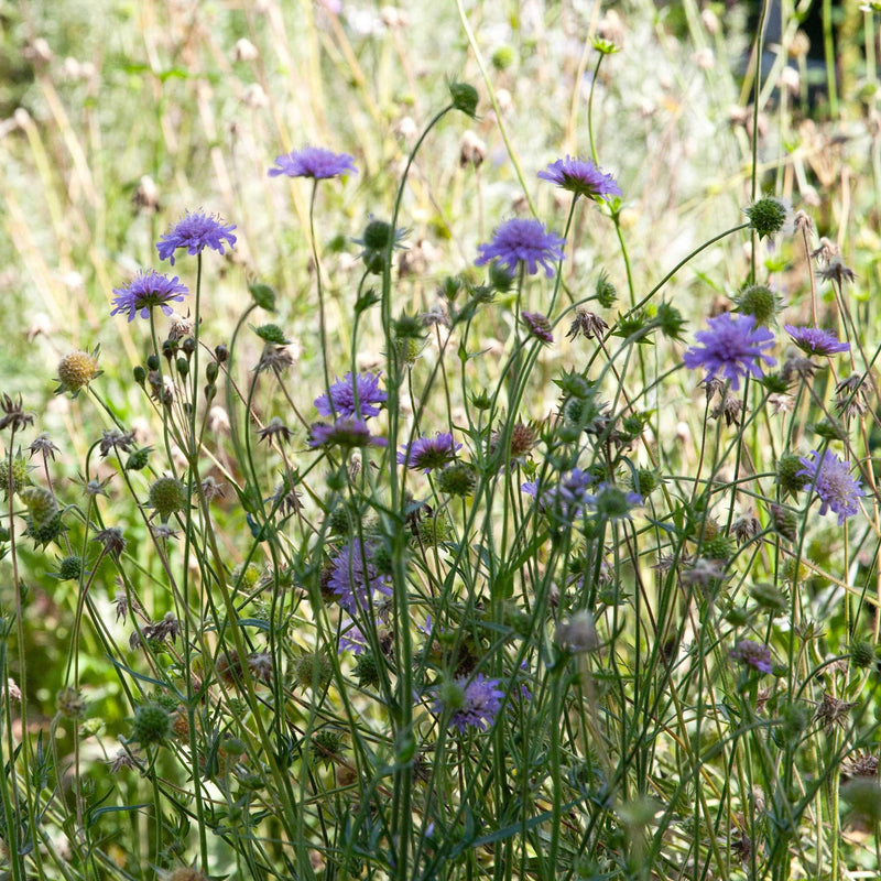 Beemdkroon, blauwpaarse boemen op dunne stelen