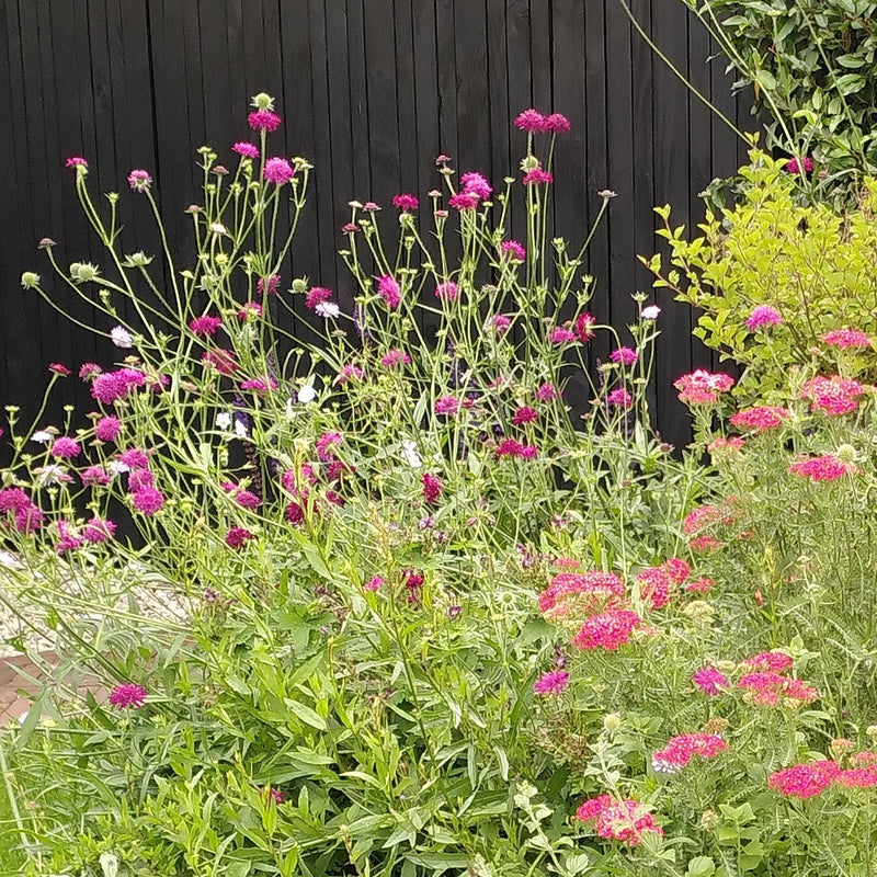 Biologische beemdkroon in de tuin met duizendblad.