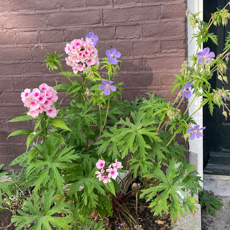 Beemdooievaarsbek in combinatie met vlambloem charlotte