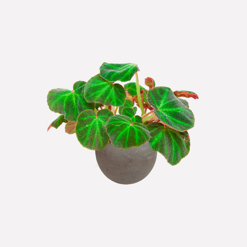 Begonia 'mooier door de zon' in grijze ronde terracotta pot