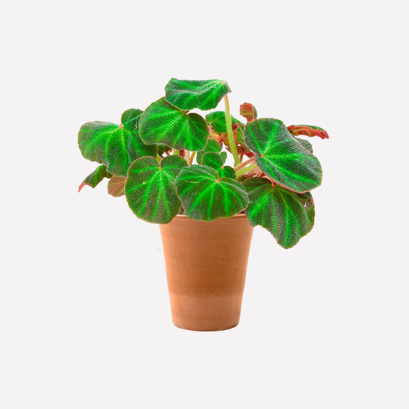 Begonia 'mooier door de zon' in hoge terracotta pot