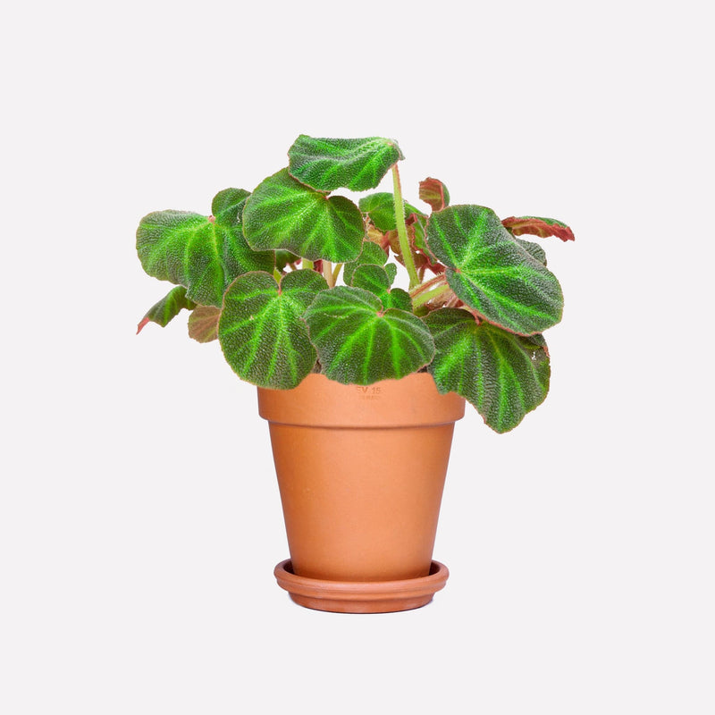 Begonia mooier-door-de-zon BIO