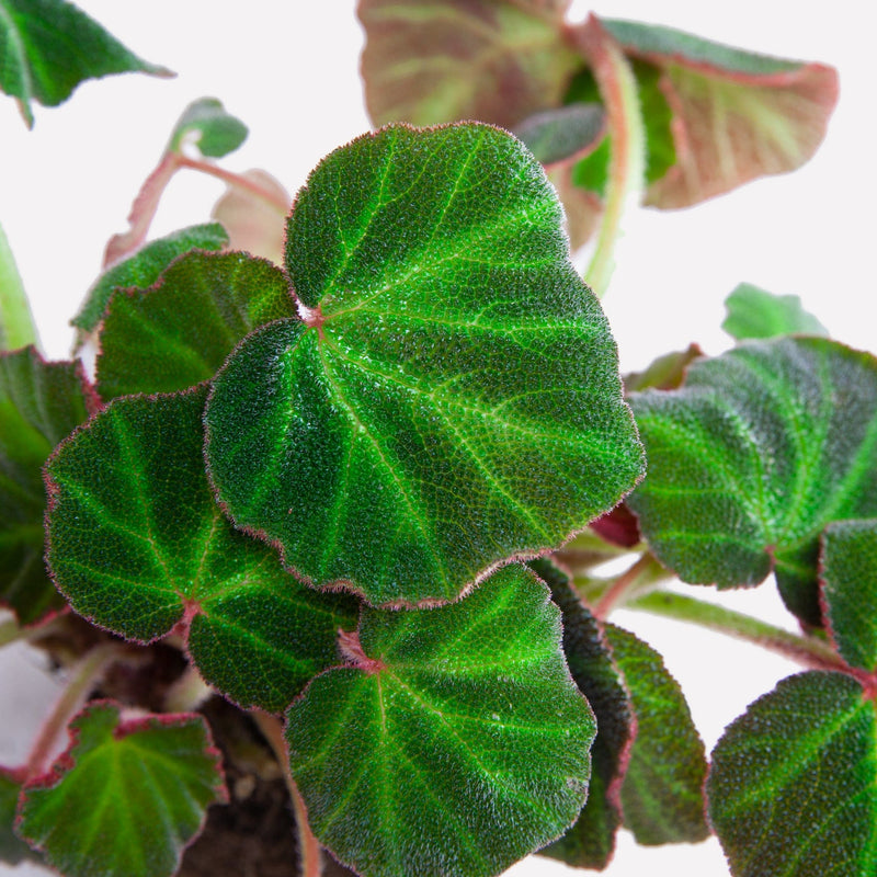 Biologische begonia mooier dan de zon.