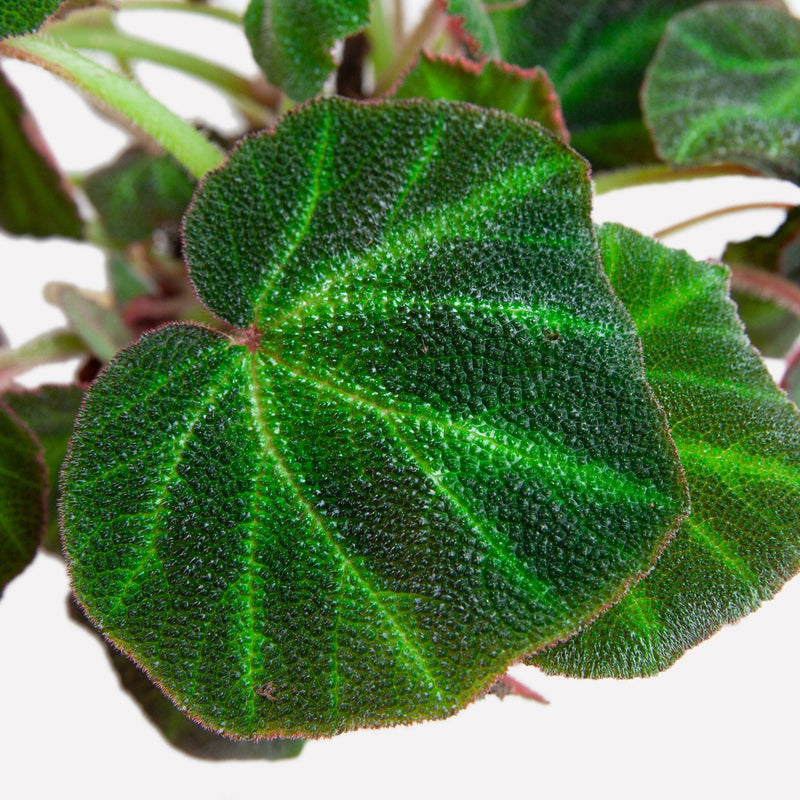 Blad van de duurzaam gekweekte begonia soli mutata
