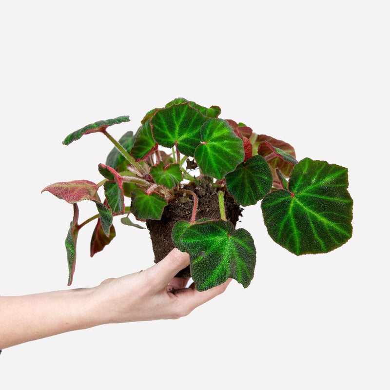Biologische begonia duurzaa,m gekweekte