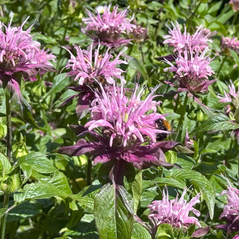 Bergamotplant Beauty of Cobham met lila-paars-roze grote bloemen