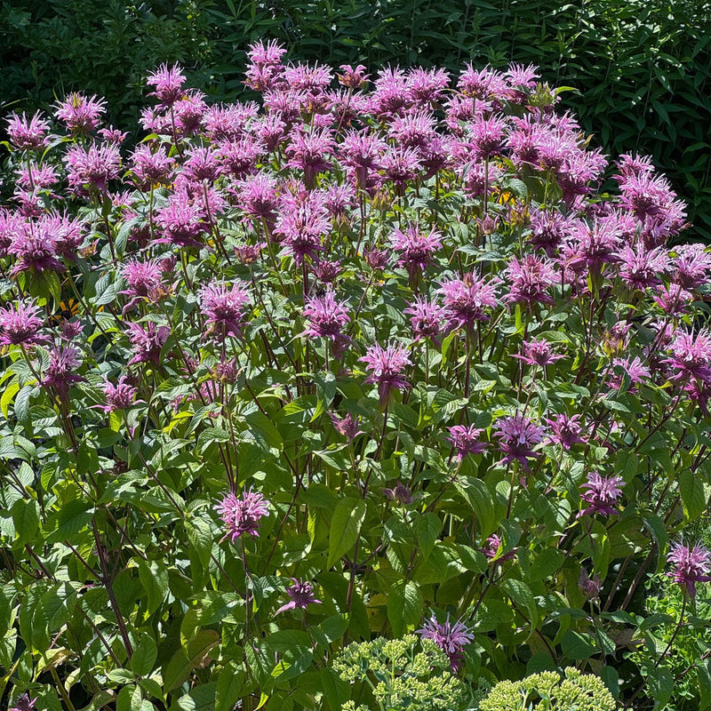 Close-up bergamotplant Beauty of Cobham met paars-lila-roze bloemen