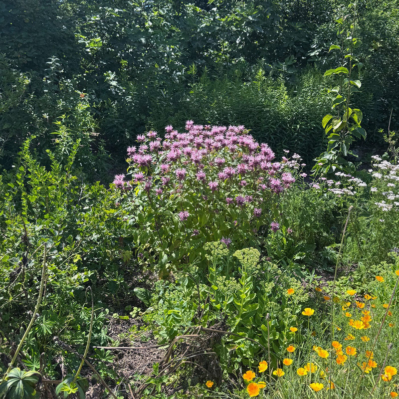 Bergamotplant Beauty of Cobham in bloei in de tuin met lila-paars-roze bloemen