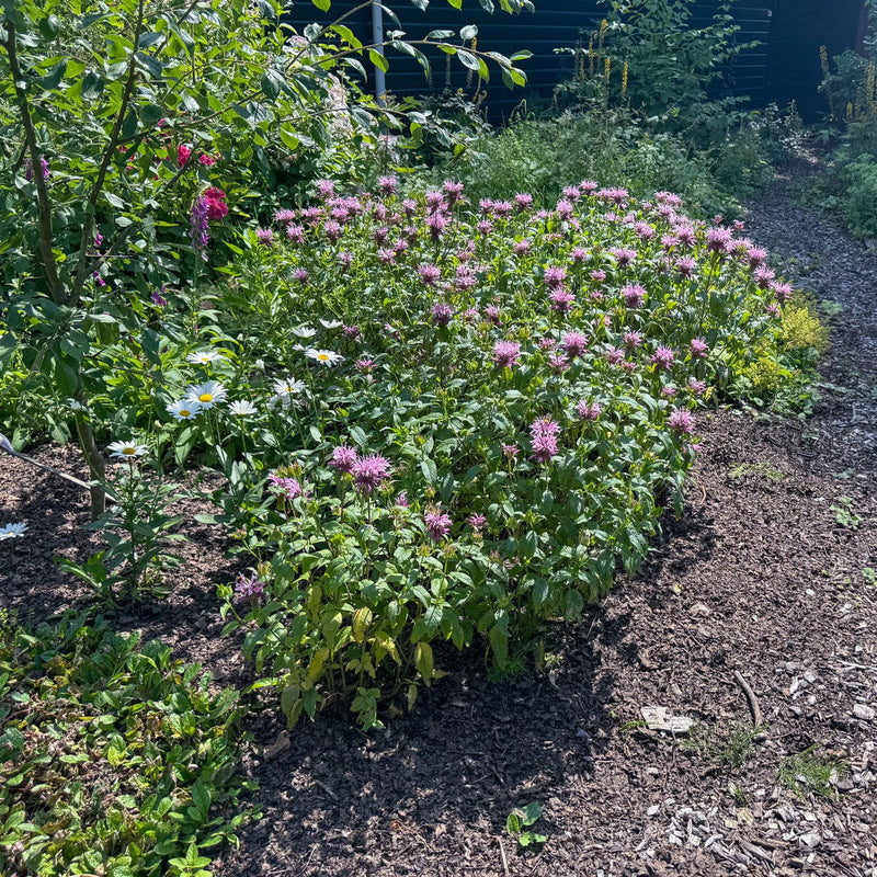 Biologische bergamotplant Beauty of Cobham in bloei in de tuin met paars-lila-roze bloemen