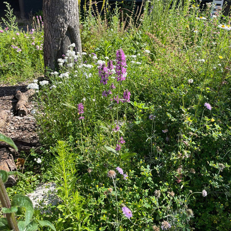 Betonie tussen diverse planten
