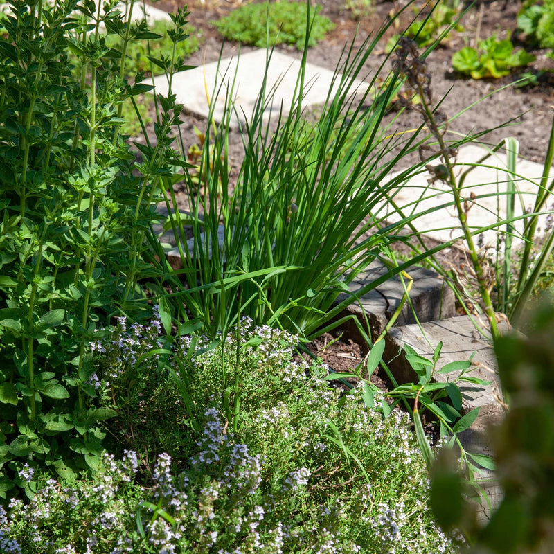 Bieslook met roze bloemen in de tuin