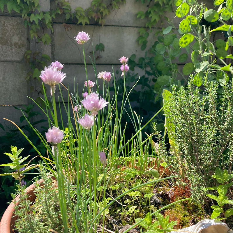Bieslook met roze bloemen in de tuin