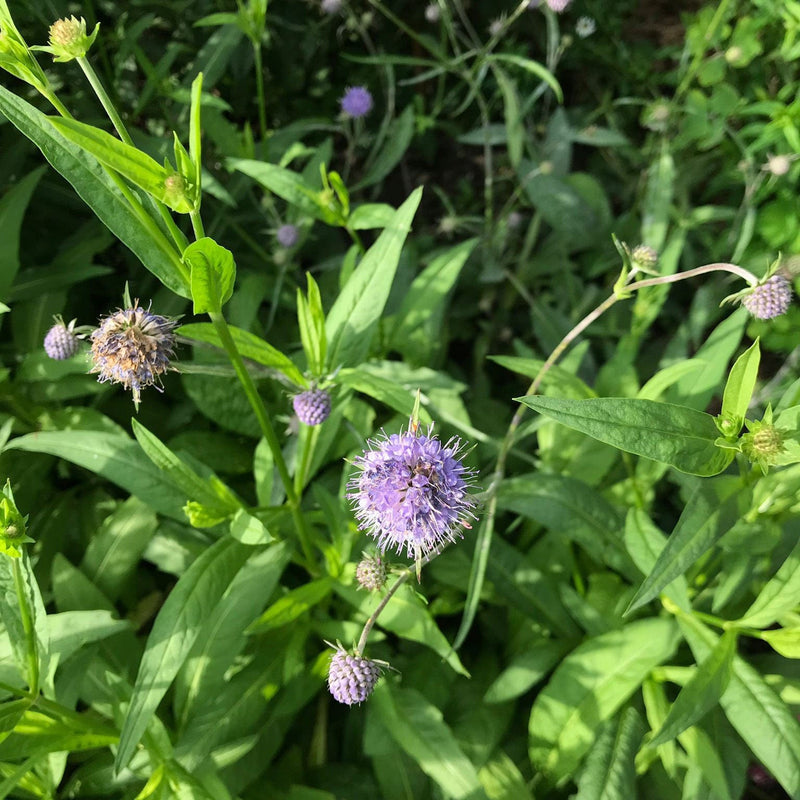 Inheemse plant Blauwe knoop succisa pratensis an bovenaf gezien in een border