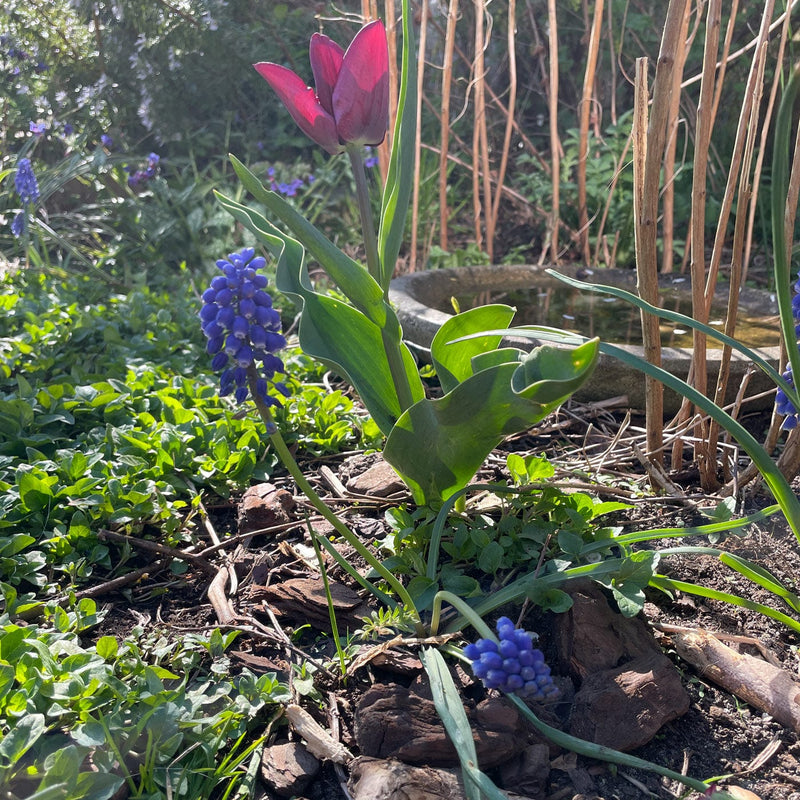 voorjaars bloeiers bollen Blauwe druifjes Muscari armeniacum in een border