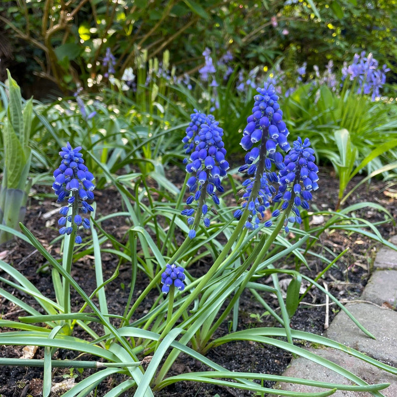 voorjaars bloeiers bollen Blauwe druifjes Muscari armeniacum in een border