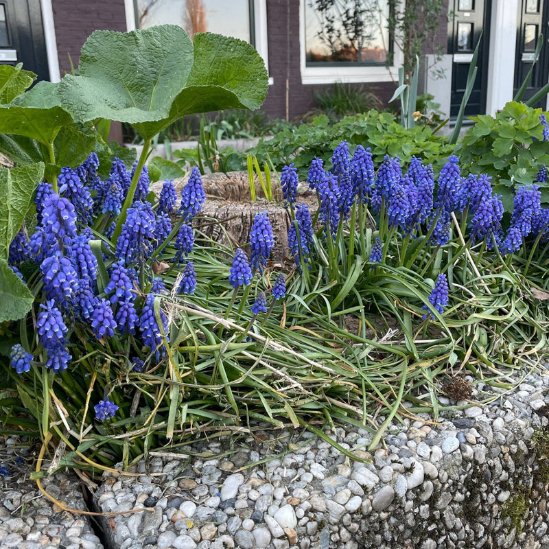 voorjaars bloeiers bollen Blauwe druifjes Muscari armeniacum in een border