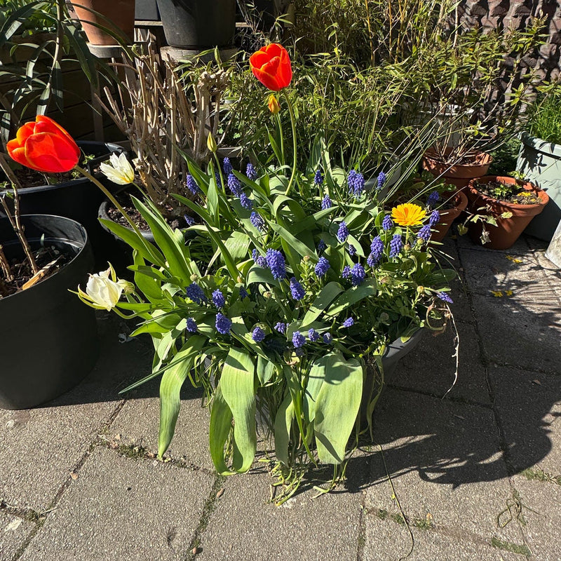 voorjaars bloeiers bollen Blauwe druifjes Muscari armeniacum in een plantenbak
