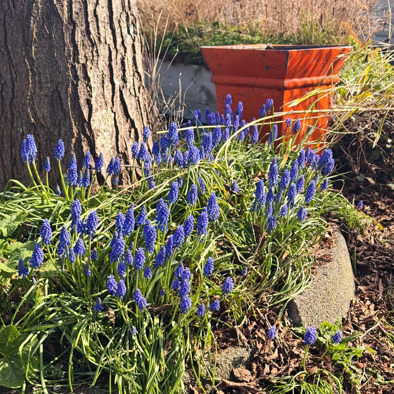 voorjaars bloeiers bollen Blauwe druifjes Muscari armeniacum rond om een boom