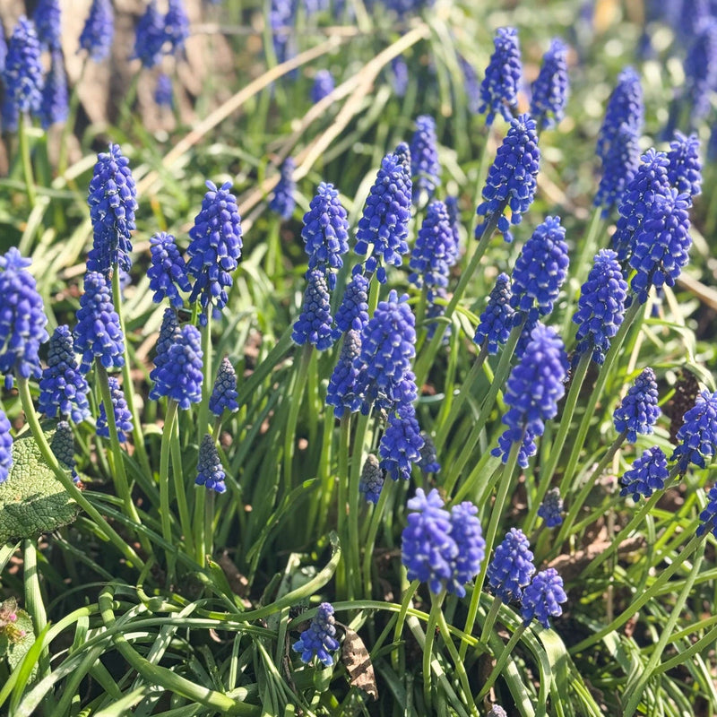 voorjaarsbollen Blauwe druifjes Muscari armeniacum close-up