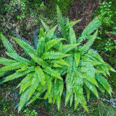 Biologische dubbelloofvaren naast elkaar in vochtige grond.