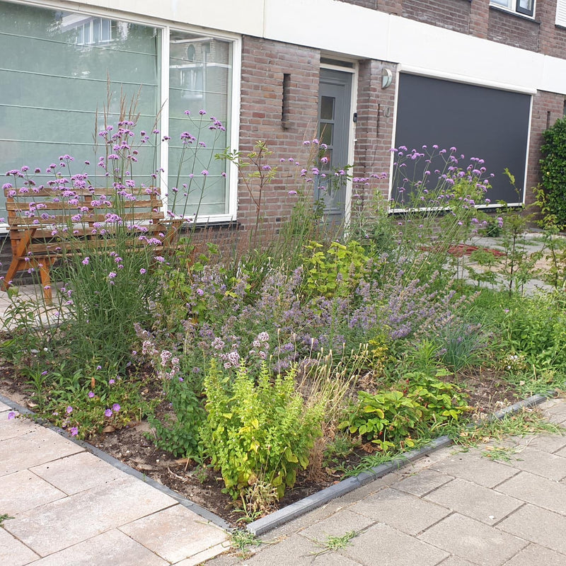 Borderpakket paars zon voortuin in bloei