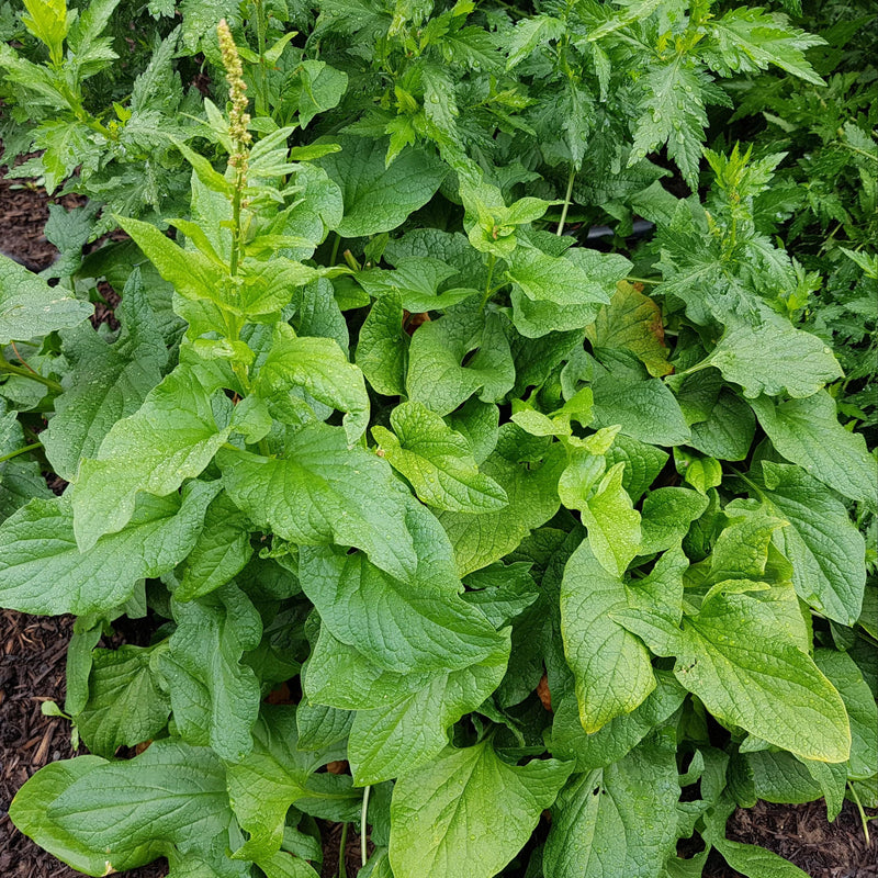 Eetbare, biologische, inheemse plant met groot groen blad