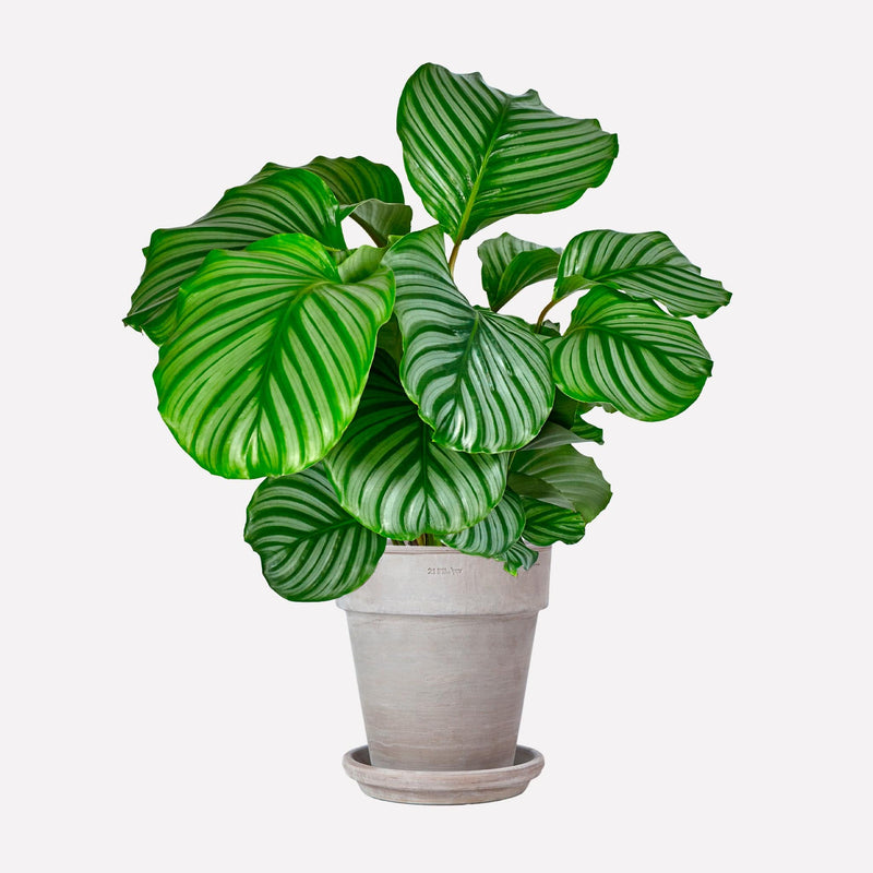Calathea Orbifolia