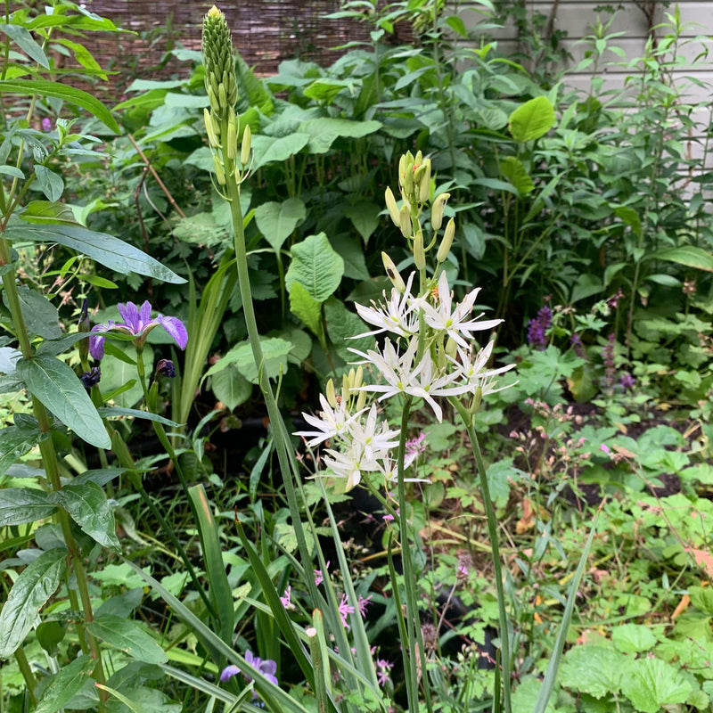 Bloeiende prairielelie in de tuin, met witte bloemen.